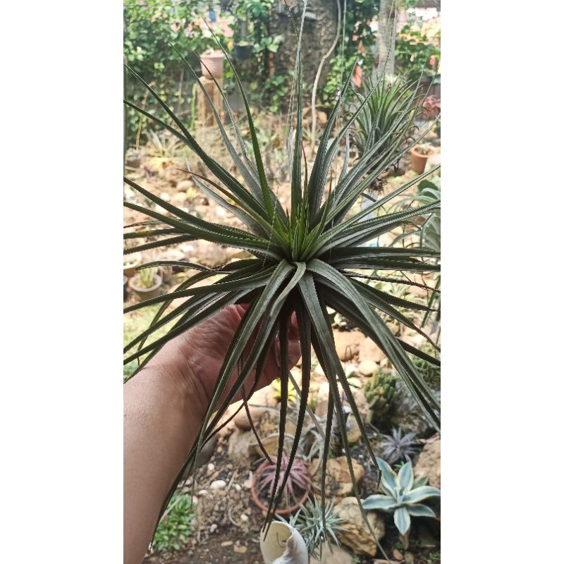 tillandsia concolor size besar