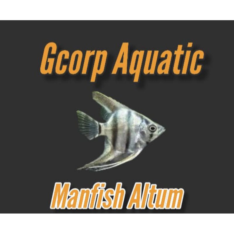 Etalase - Manfish Altum (Aquascape)