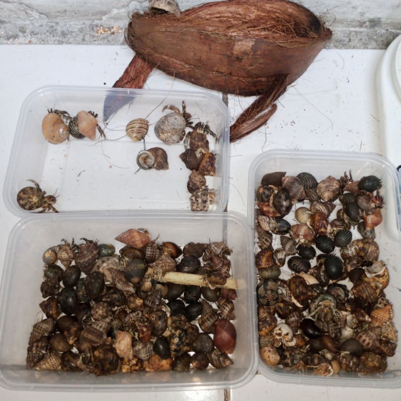 kelomang 1/2 kg ukuran S dan M  harga murah