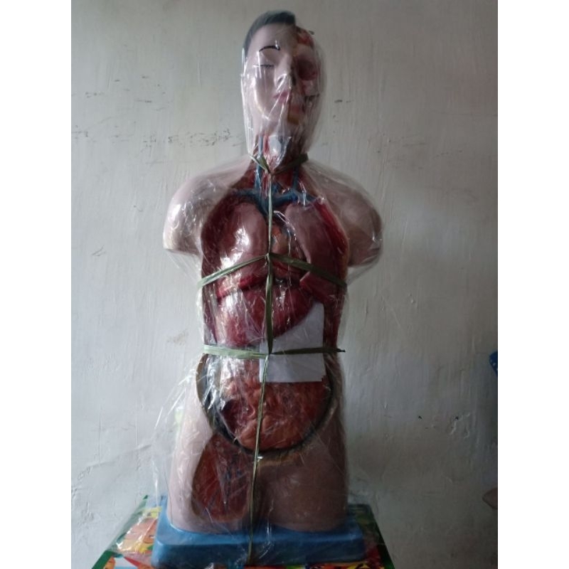 

Model Anatomi Torso Laki-laki