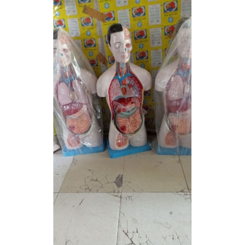 

Model Anatomi Torso Dwi Fungsi (Dua Kelamin)