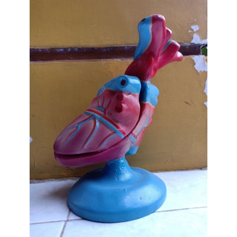 

Model Jantung Manusia