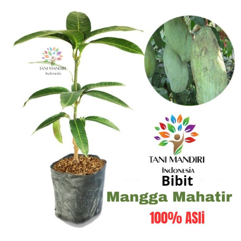 Tanaman Buah Mangga Mahatir / Bibit Mangga Mahatir Murah