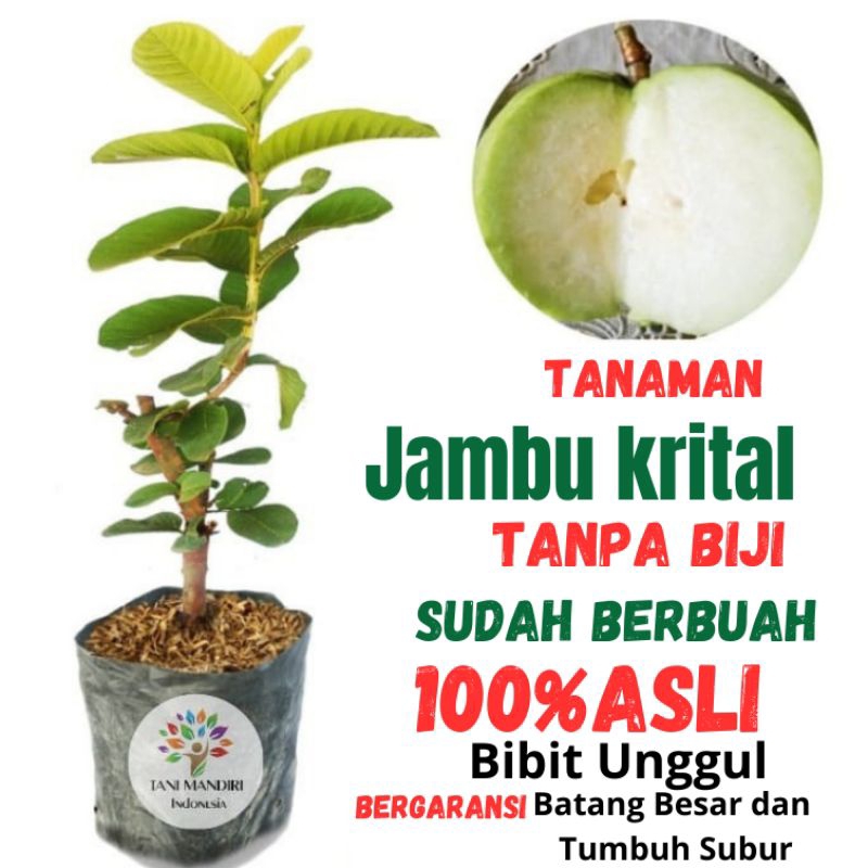 Bibit Jambu Kristal Sudah Berbuah / Bibit Jambu Kristal Tanpa Biji