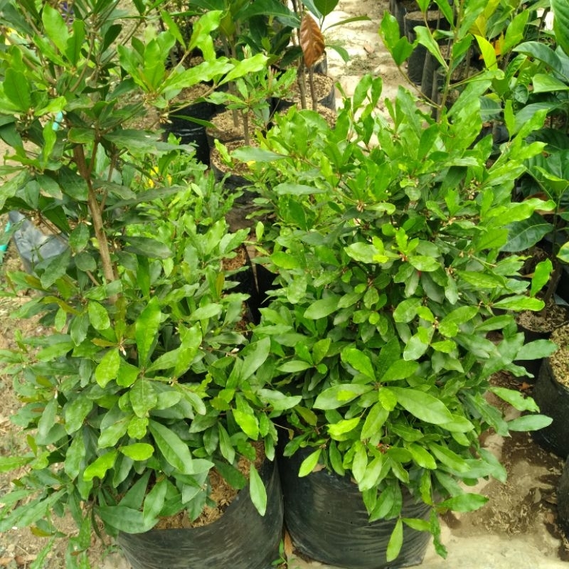 Pohon Miracle Fruit Kondisi Rimbun Berbunga/Berbuah