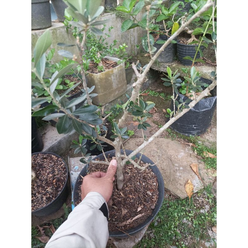 Pohon Zaitun Bonsai hidup