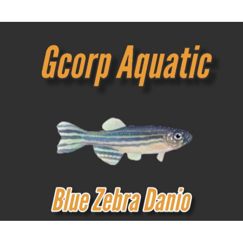 Etalase - Blue Zebra Danio (Aquascape)