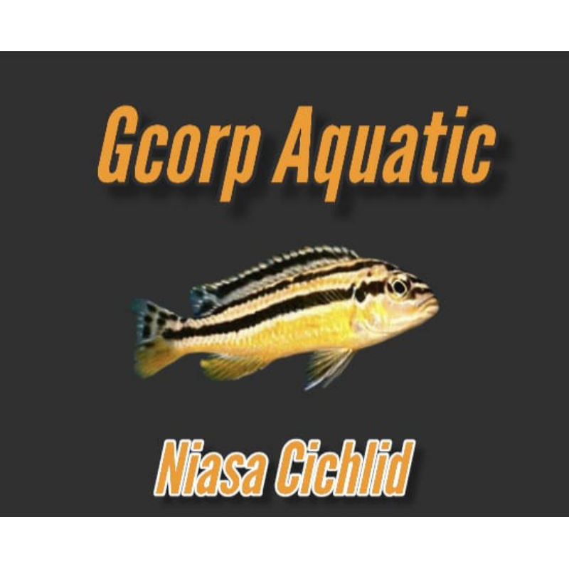 Etalase - Niasa Cilchild (Aquascape)