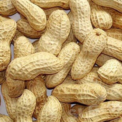 

kacang kulit sangrai matang rasa tawar