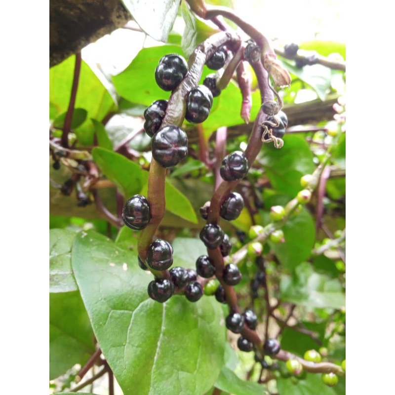 Buah angkung segar obat herbal 200 biji