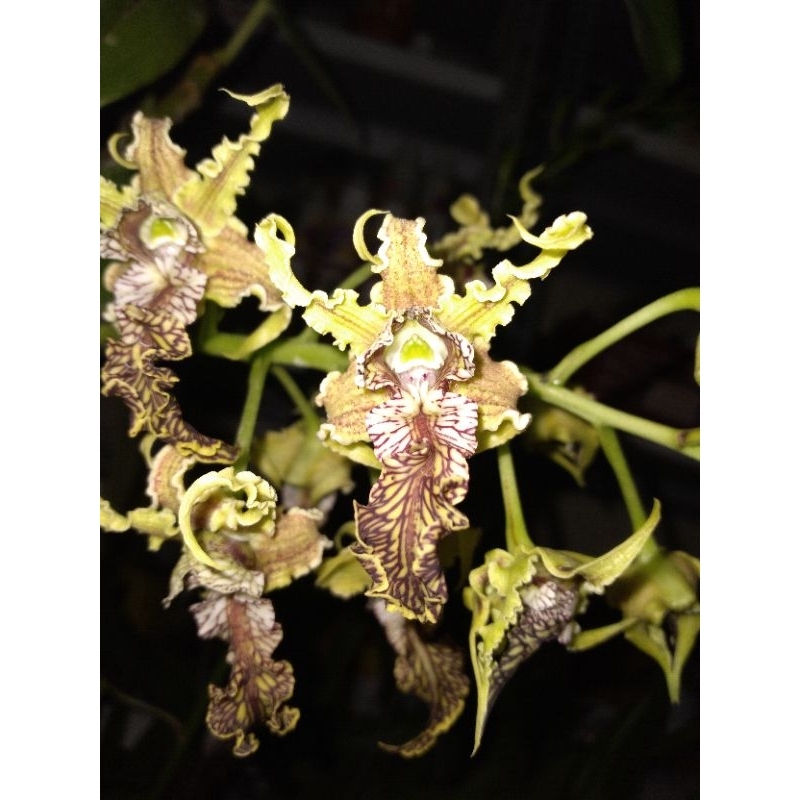 Benih Botolan Tanaman Hias Anggrek Dendrobium spectabile