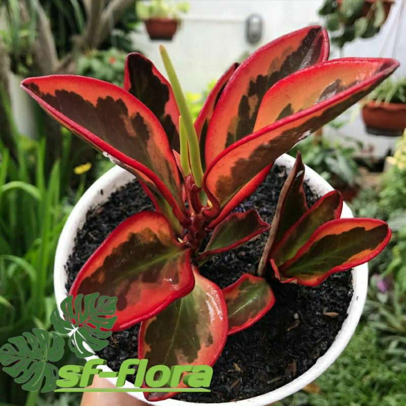 Tanaman Hias Peperomia Tricolor -Teplan merah-peperomia Tricolor