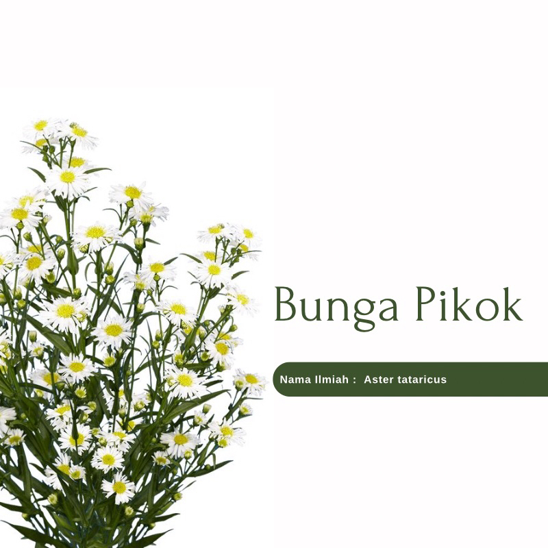 Tanaman Hias Bunga Aster Pikok putih / Aster Tataricus ( sudah berbunga )