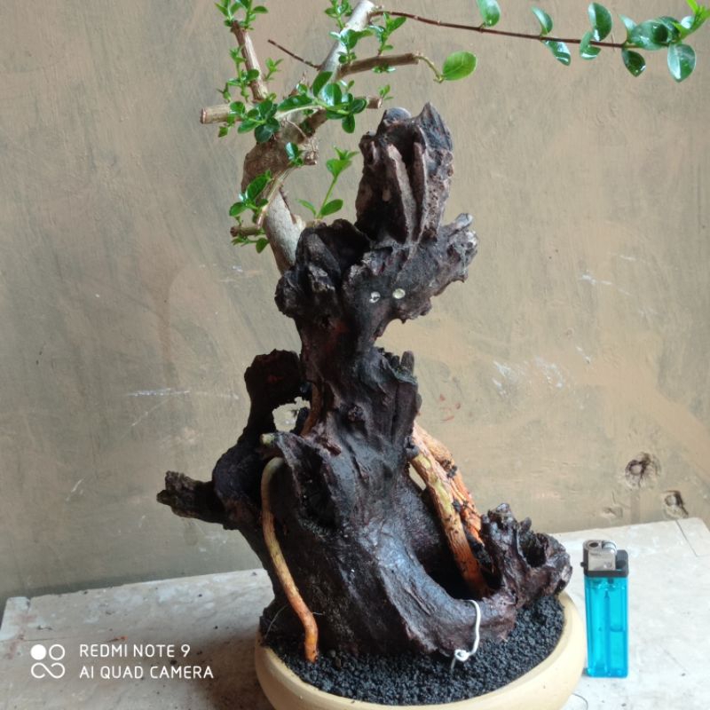 bahan bonsai sancang tanuki realpict( di kirim berserta pot medianya)