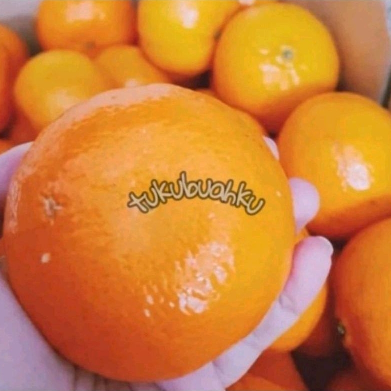 

buah jeruk murcot satu bok