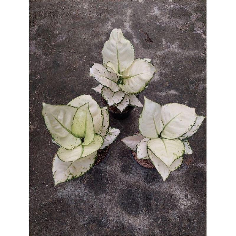 aglonema Super White tisu (size besar)