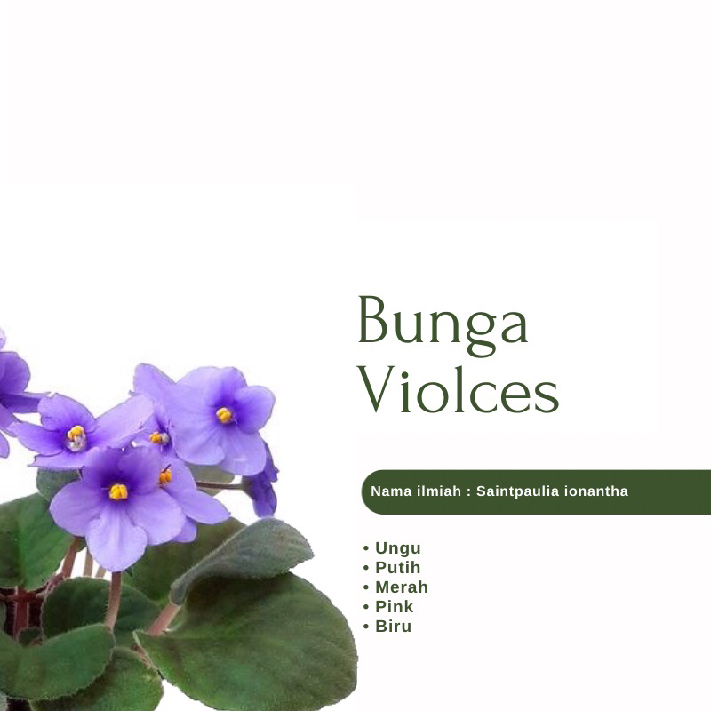 Tanaman Hias Bunga Violces / African Violet