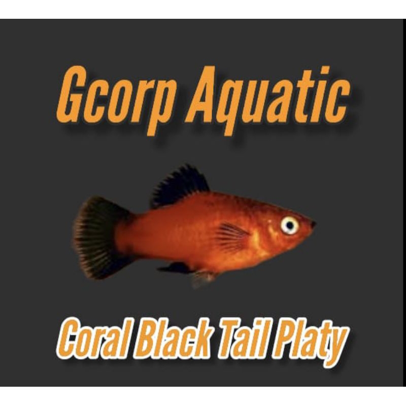 Etalase - Coral Black Tail Platy (Aquascape)