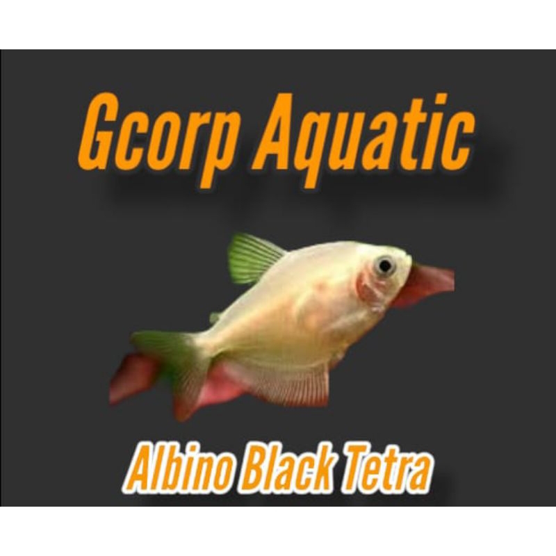Etalase - Albino Black Tetra (Aquascape)