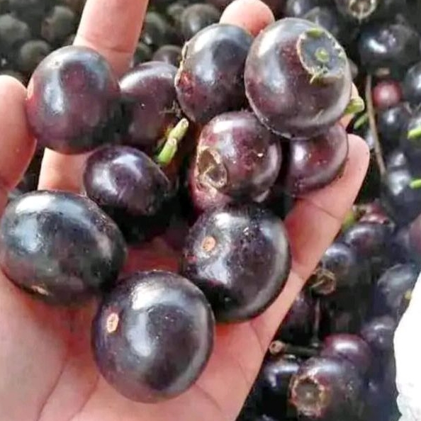 

BUAH GOWOK FRESH 500 GRAM