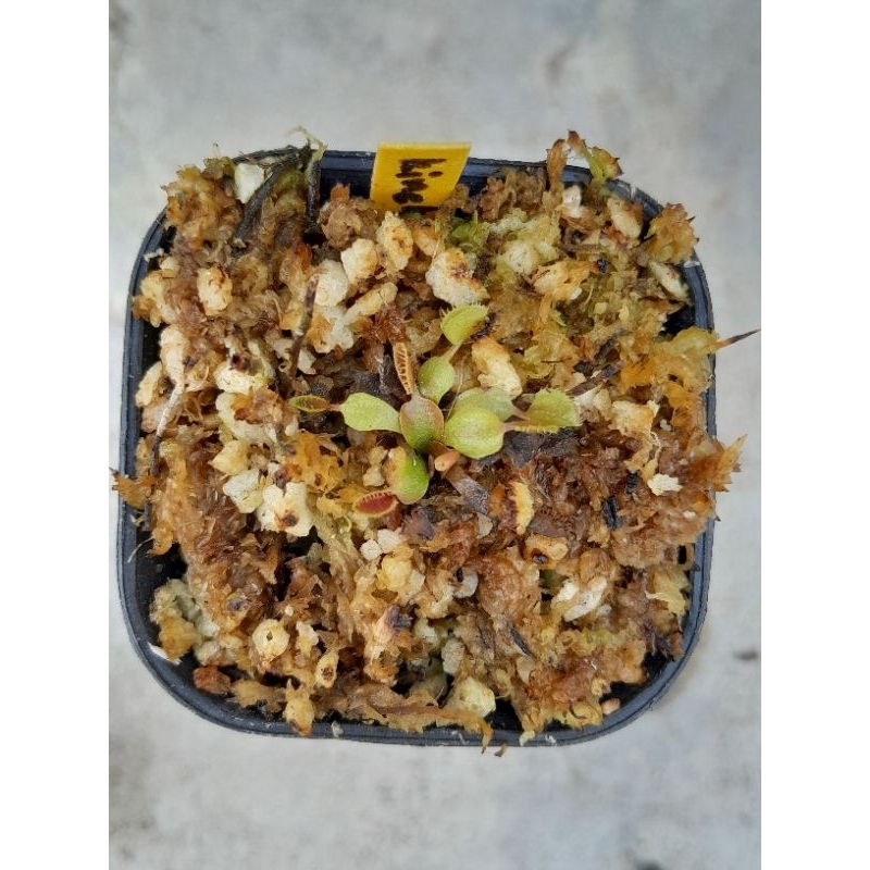 borongan venus flytrap