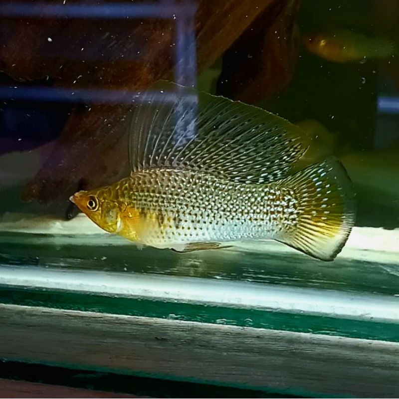 Ikan Molly Layar Lebar #guppy #molly #platy #swordtail