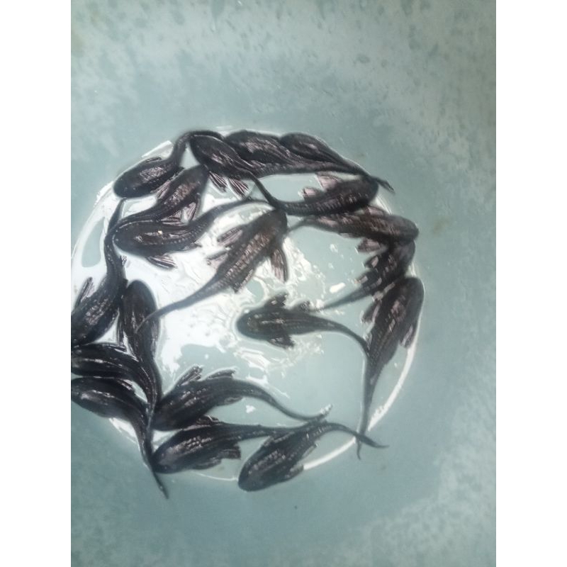 ikan pembersih kaca kecil