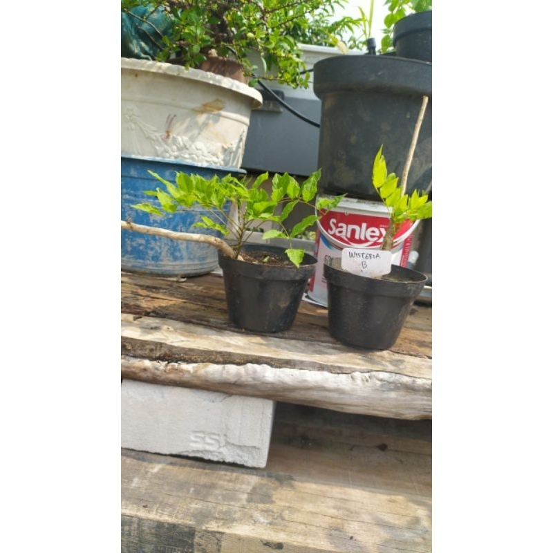 Pohon LANGKA Wisteria Bunga Merah/ Bibit Pohon Red Wisteria/ Wisteria Bunga Ungu/ Wisteria Bunga Put