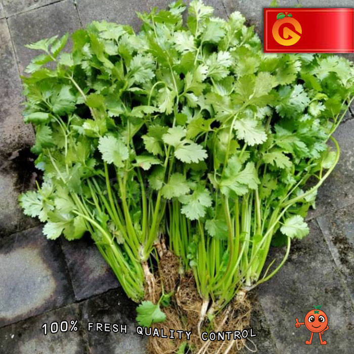 

SAYUR DAUN KETUMBAR 100 GRAM