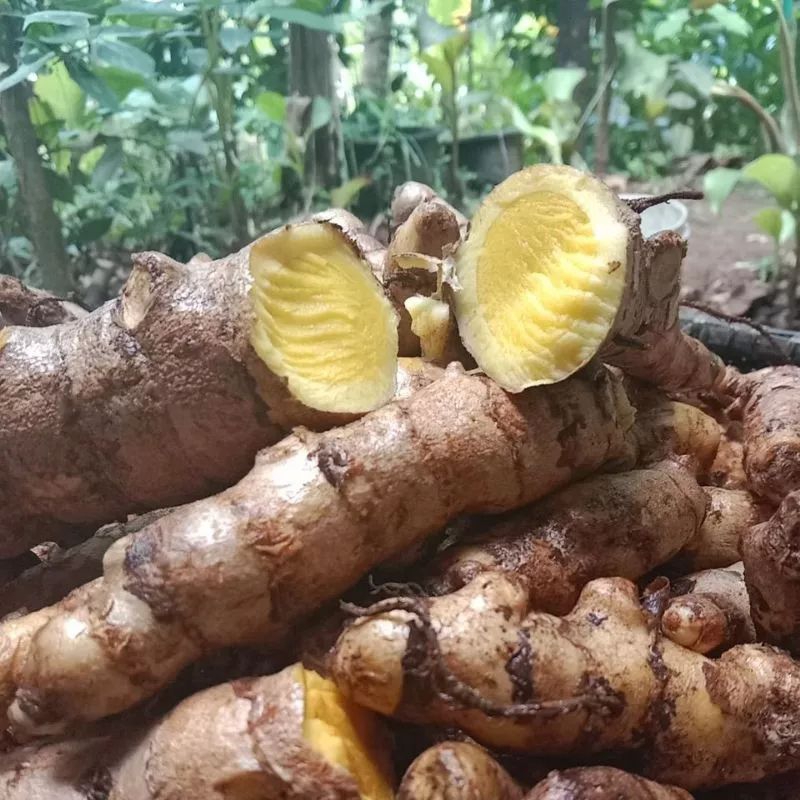 

Temu Giring Segar 500Gr