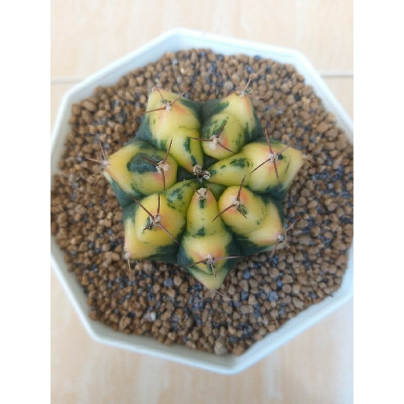 Kaktus Gymnocalycium miha moon lovers indukan (sudah ada anakan)