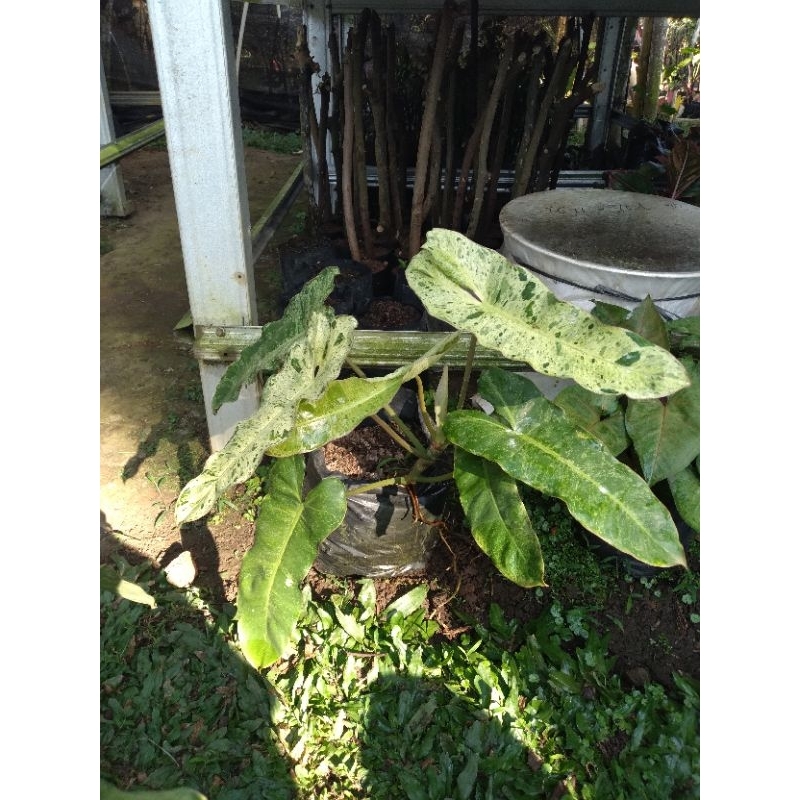 philodendron paraiso verde varigata