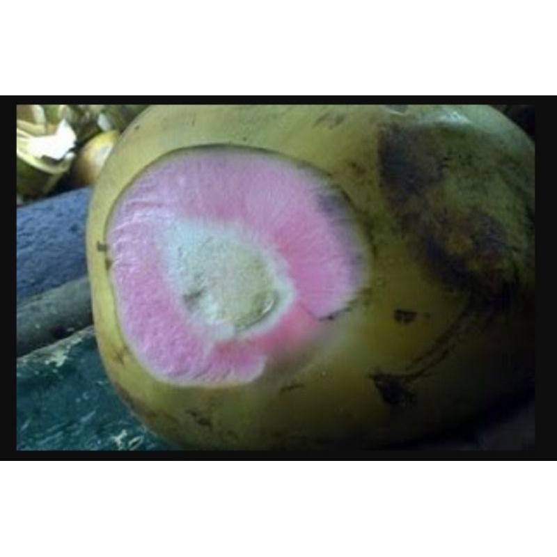 

Kelapa ijo / obat