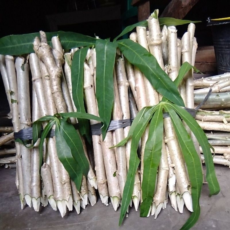 Bibit daun singkong sayur 400  batang