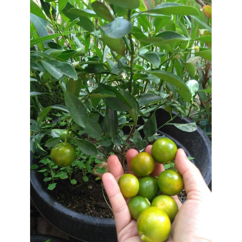 

BIBIT JERUK KASTURI SUDAH BERBUAH