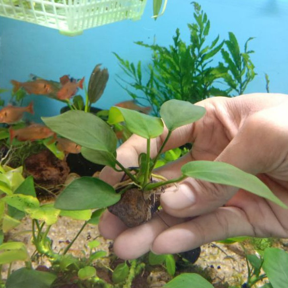 Aquascape - Anubias Nana (L)