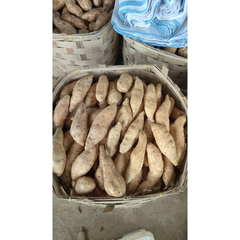 

ubi madu cilembu MENTAH