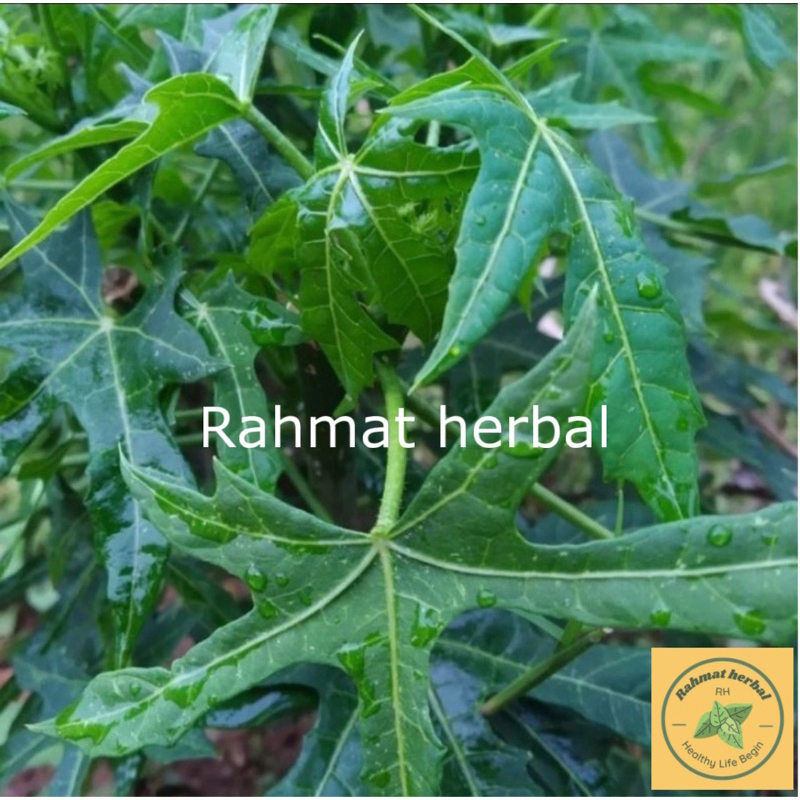 

DAUN EDI KIEDI / HIBISCUS MANIHOT di jamin segar order langsung petik