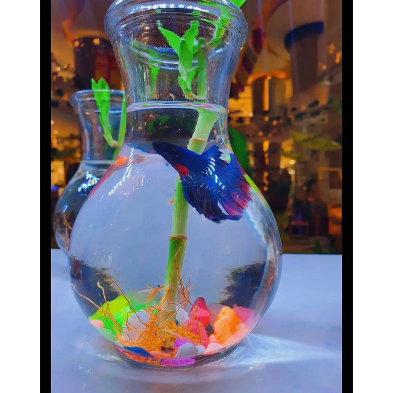 Aquarium ikan cupang guppy batu warna warni bagus dll