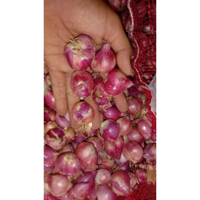 

bawang merah super