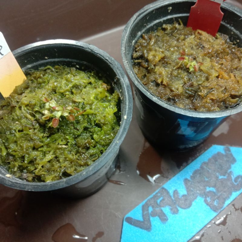 Venus Flytrap Cup Trap (Cupped Trap) plus Pot Mini 5 Cm Bulat