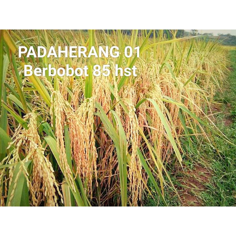 Benih padi PADAHERANG 01 terbaru