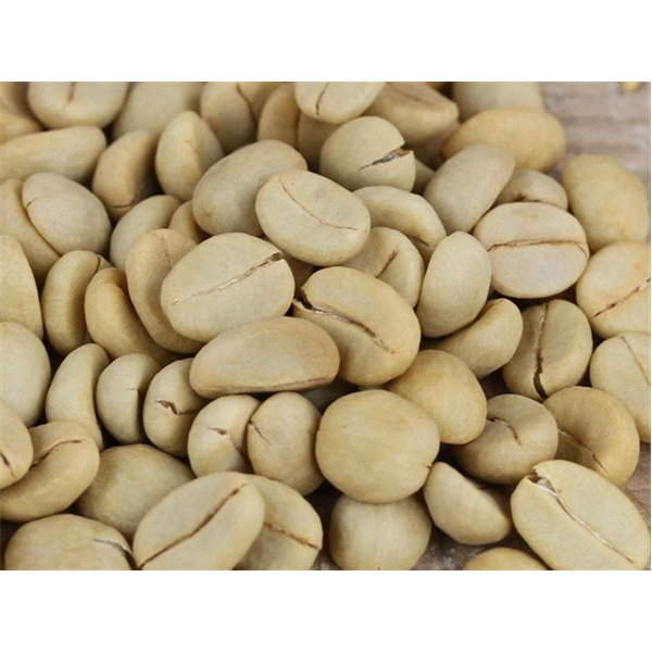 25 Butir Bibit Benih Biji Kopi Arabica Terlaris