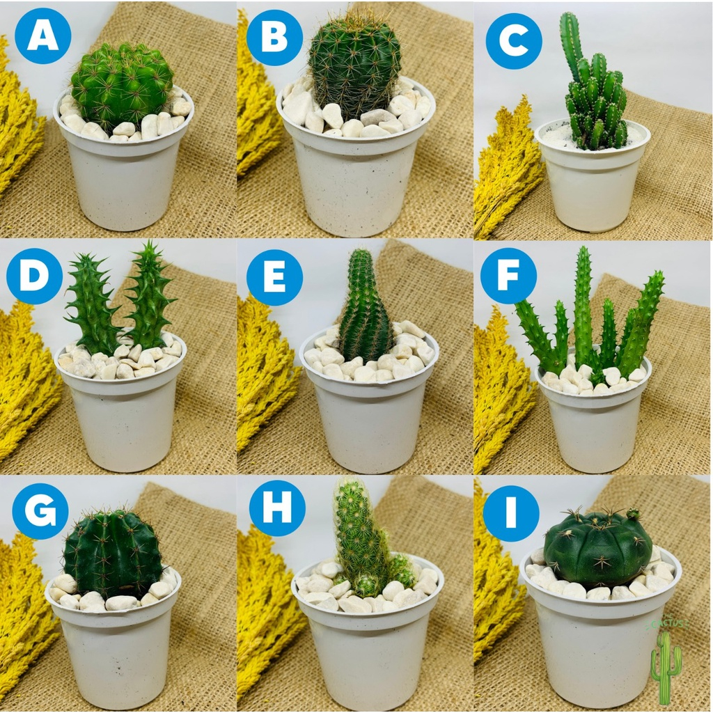 Kaktus Ownroot Bebas Pilih Murah Tanaman Hias Cantik Unik Mini