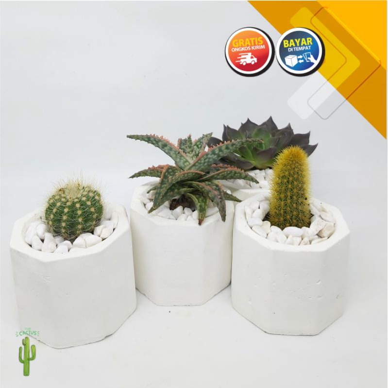 Kaktus Sukulen Mini Hias Hidup Paket Lengkap Pot Semen Souvenir Murah