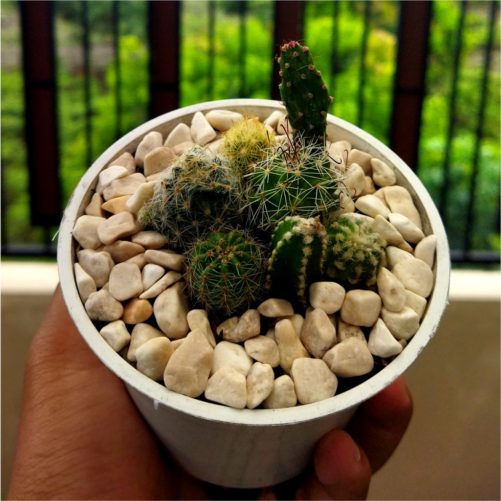 Potelan Kaktus Mini Murah Mudah Berakar