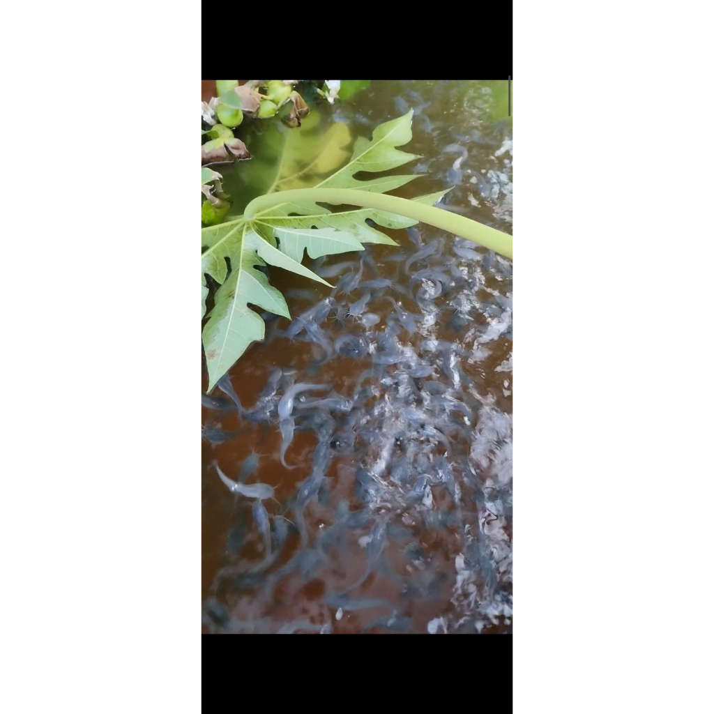 

BIBIT LELE MUTIARA UK 7CM