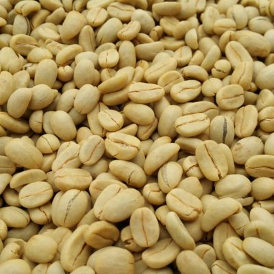 500 Butir Bibit Benih Biji Kopi Arabica Terlaris