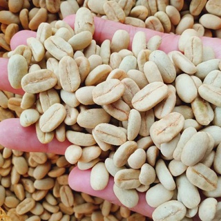 100 Butir Bibit Benih Biji Kopi Arabica unggul Berkualitas