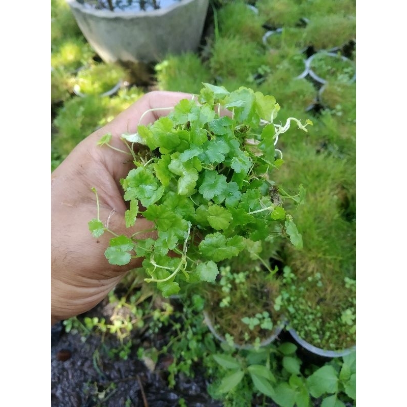 Hydrocotyle Sibthorpioides / Semanggi Gunung